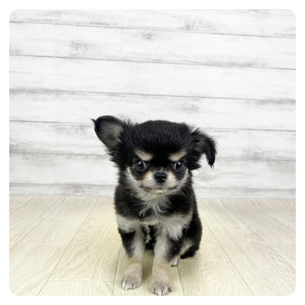 愛知県のチワワ(ロング) (犬の家＆猫の里MiO香久山店/2026年3月5日生まれ/女の子/ブラッククリーム)の子犬の4枚目の画像