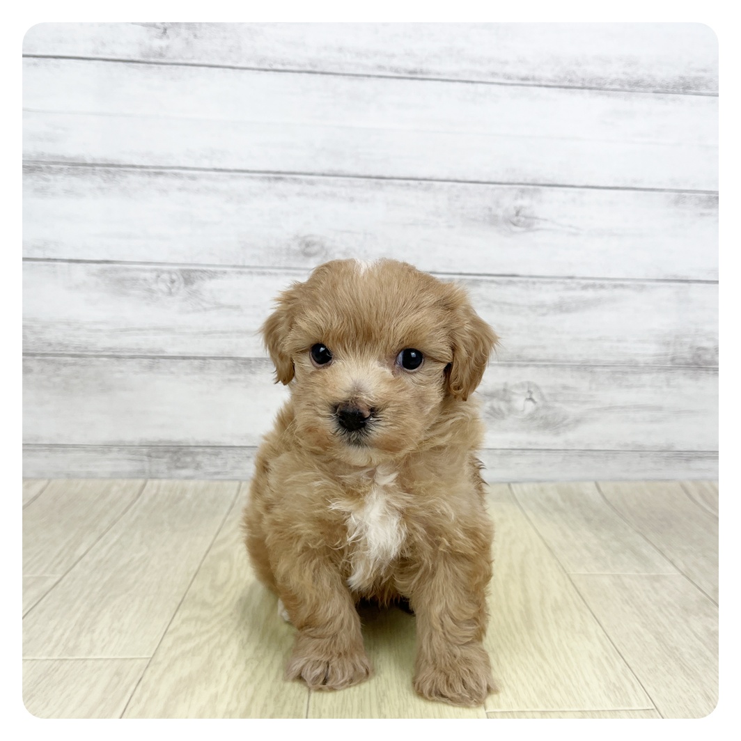 愛知県のマルプー(マルチーズ×プードル) (犬の家＆猫の里愛知刈谷店/2026年3月11日生まれ/男の子/アプリコット)の子犬の2枚目の画像