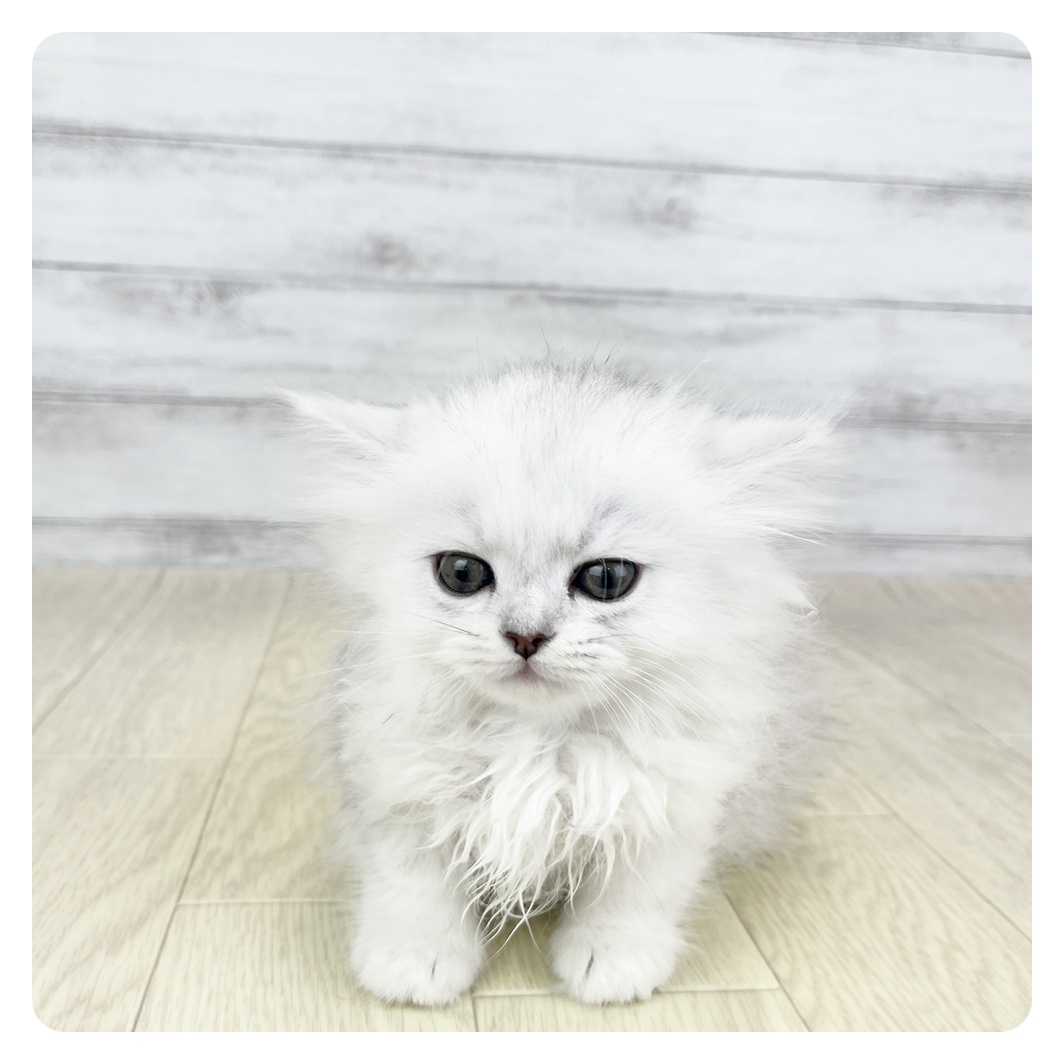 生体画像１