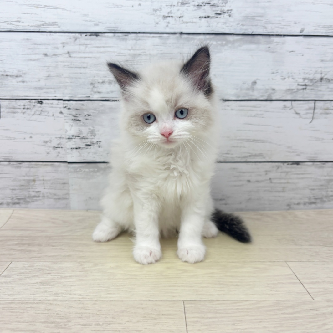 福井県のラグドール (犬の家＆猫の里アミーゴ福井店/2026年3月10日生まれ/女の子/シールポイントバイカラー)の子猫
