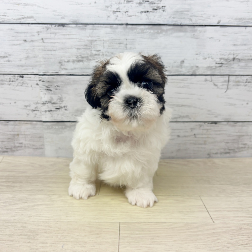 大阪府のシーズー (犬の家＆猫の里吹田店/2026年3月11日生まれ/男の子/ホワイトゴールド)の子犬