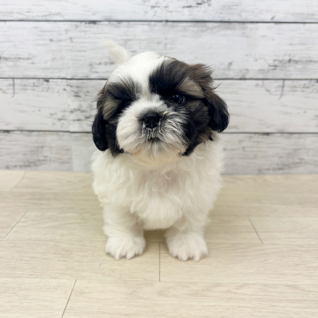 福井県のシーズー (犬の家＆猫の里福井店/2026年3月11日生まれ/男の子/ホワイトゴールド)の子犬の2枚目の画像
