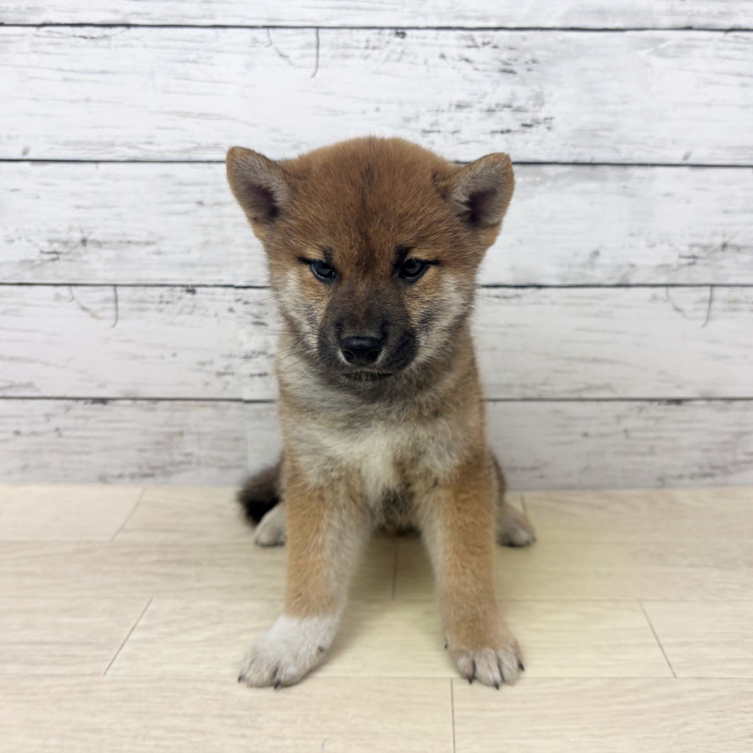 兵庫県の柴犬(標準サイズ) (犬の家＆猫の里川西店/2026年3月11日生まれ/男の子/赤)の子犬の2枚目の画像