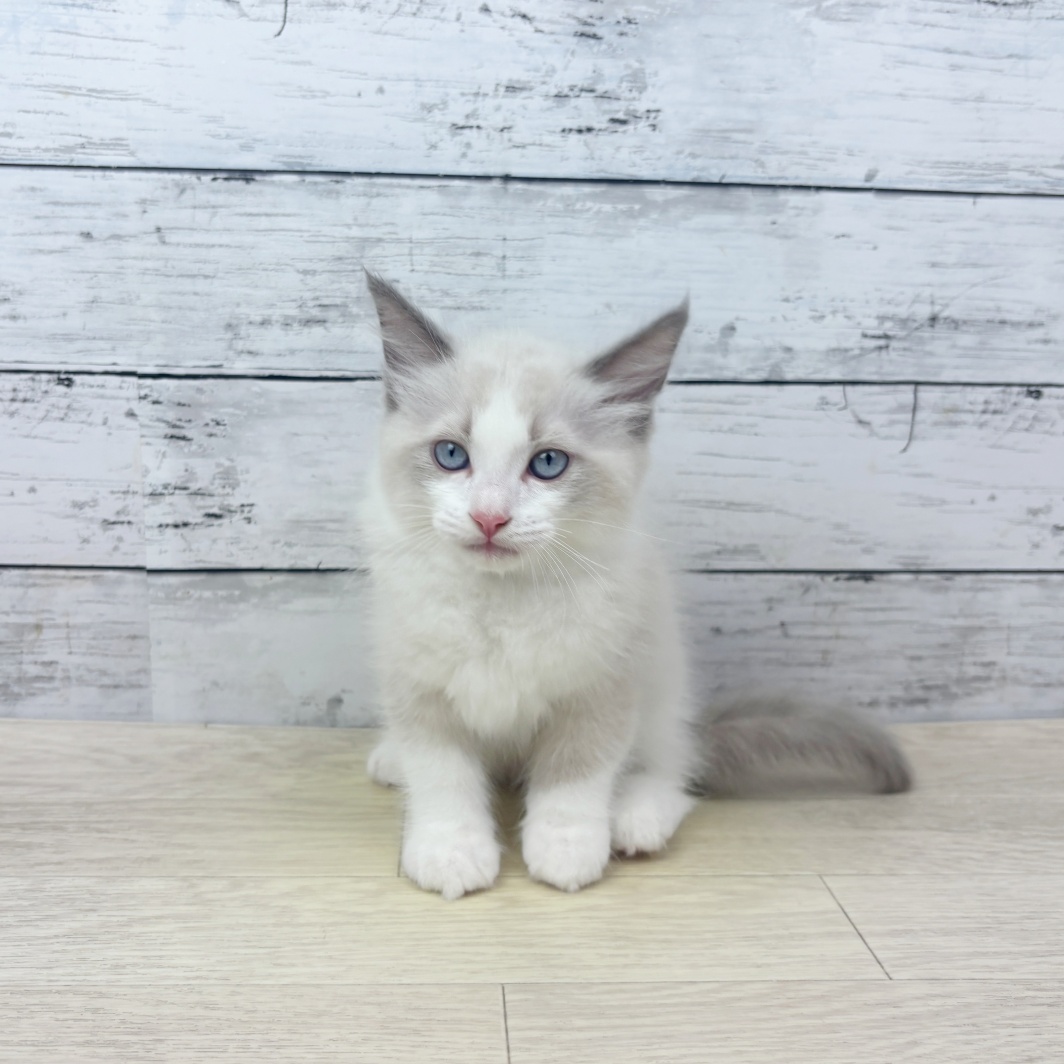 兵庫県のラグドール (犬の家＆猫の里尼崎店/2026年3月9日生まれ/男の子/ブルーポイントバイカラー)の子猫の2枚目の画像