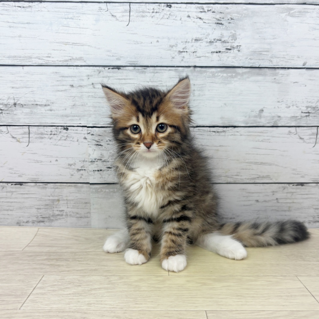 兵庫県のサイベリアン (犬の家＆猫の里カナート西神戸店/2026年3月7日生まれ/男の子/ブラウンマッカレルタビーホワイト)の子猫