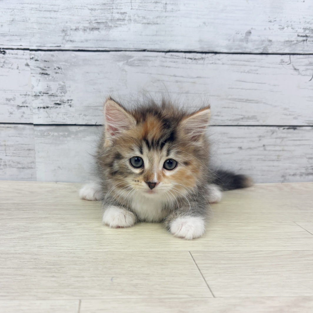 兵庫県のサイベリアン (犬の家＆猫の里尼崎店/2026年3月10日生まれ/女の子/ブラウンパッチドタビーホワイト)の子猫の2枚目の画像