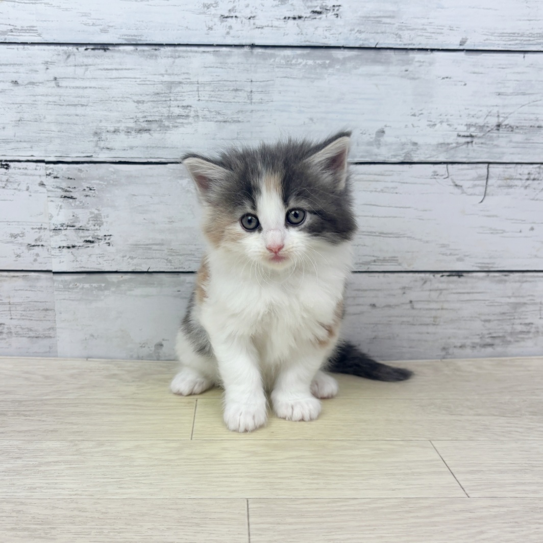 大阪府のノルウェージャンフォレストキャット (犬の家＆猫の里吹田店/2026年3月9日生まれ/女の子/シルバーパッチドタビーホワイト)の子猫