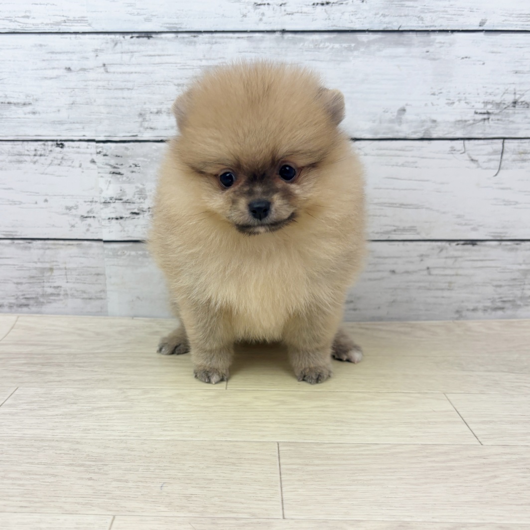 兵庫県のポメラニアン (犬の家＆猫の里ニッケパークタウン加古川店/2026年3月12日生まれ/女の子/オレンジ)の子犬の2枚目の画像