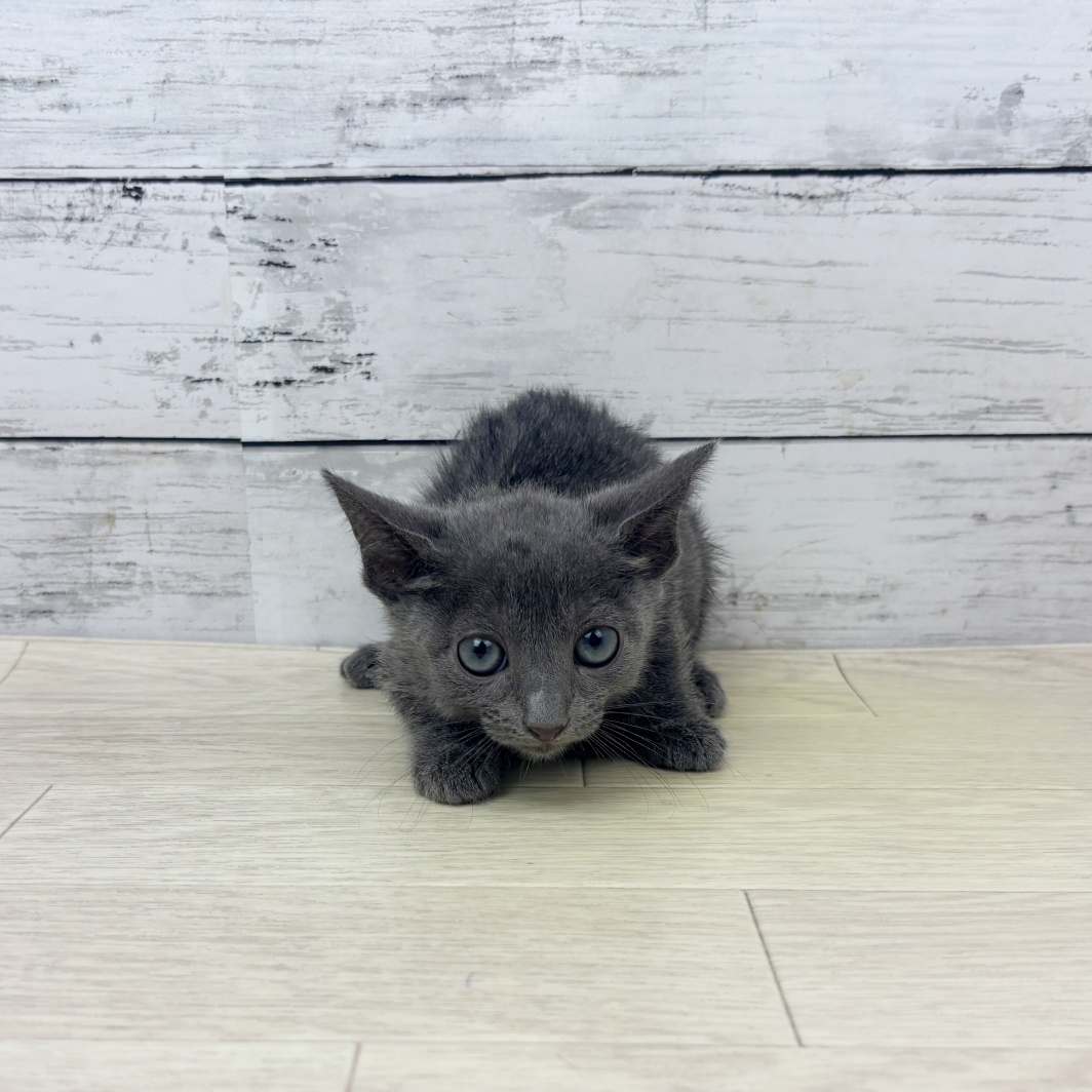 兵庫県のロシアンブルー (犬の家＆猫の里ニッケパークタウン加古川店/2026年3月7日生まれ/女の子/ブルー)の子猫の2枚目の画像