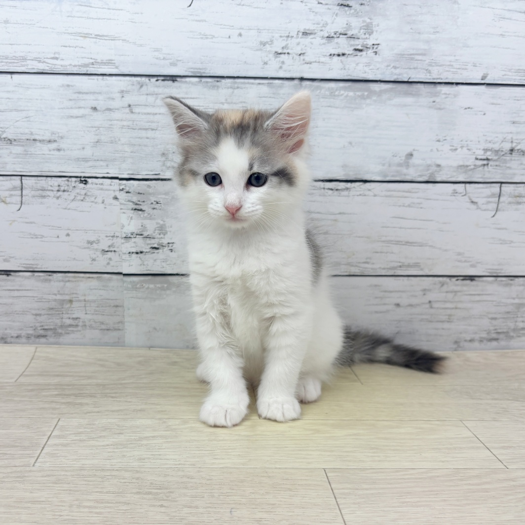 滋賀県のノルウェージャンフォレストキャット (犬の家＆猫の里近江八幡店/2026年3月11日生まれ/女の子/ブラウンパッチドタビーホワイト)の子猫