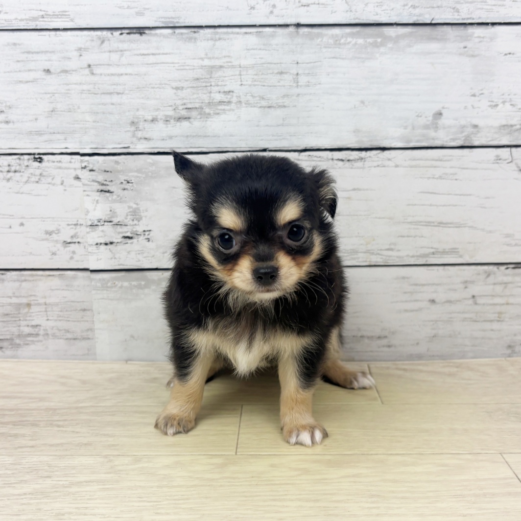 兵庫県のチワワ(ロング) (犬の家＆猫の里尼崎店/2026年3月12日生まれ/女の子/ブラックタンホワイト)の子犬の4枚目の画像