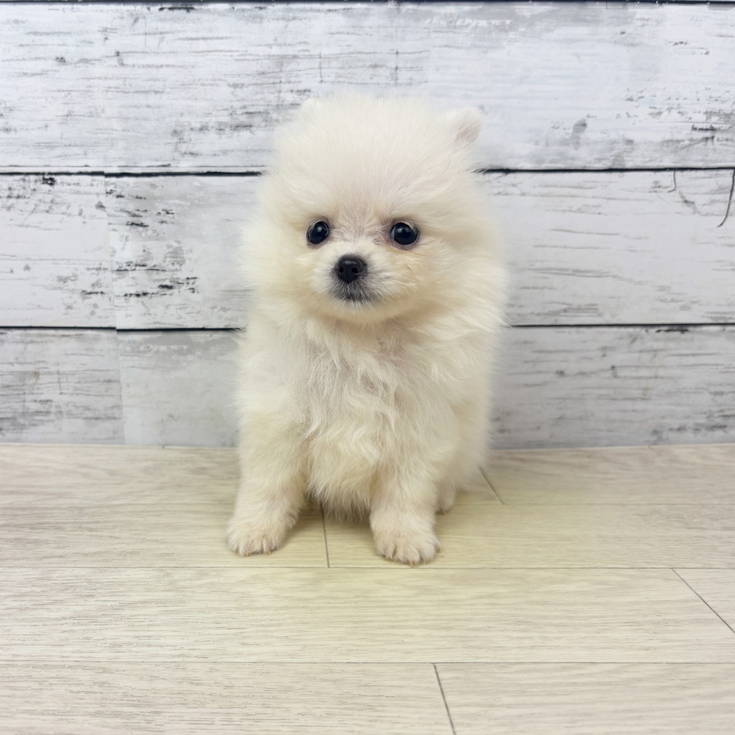 兵庫県のポメラニアン (犬の家＆猫の里カナート西神戸店/2026年3月11日生まれ/女の子/クリーム)の子犬の2枚目の画像