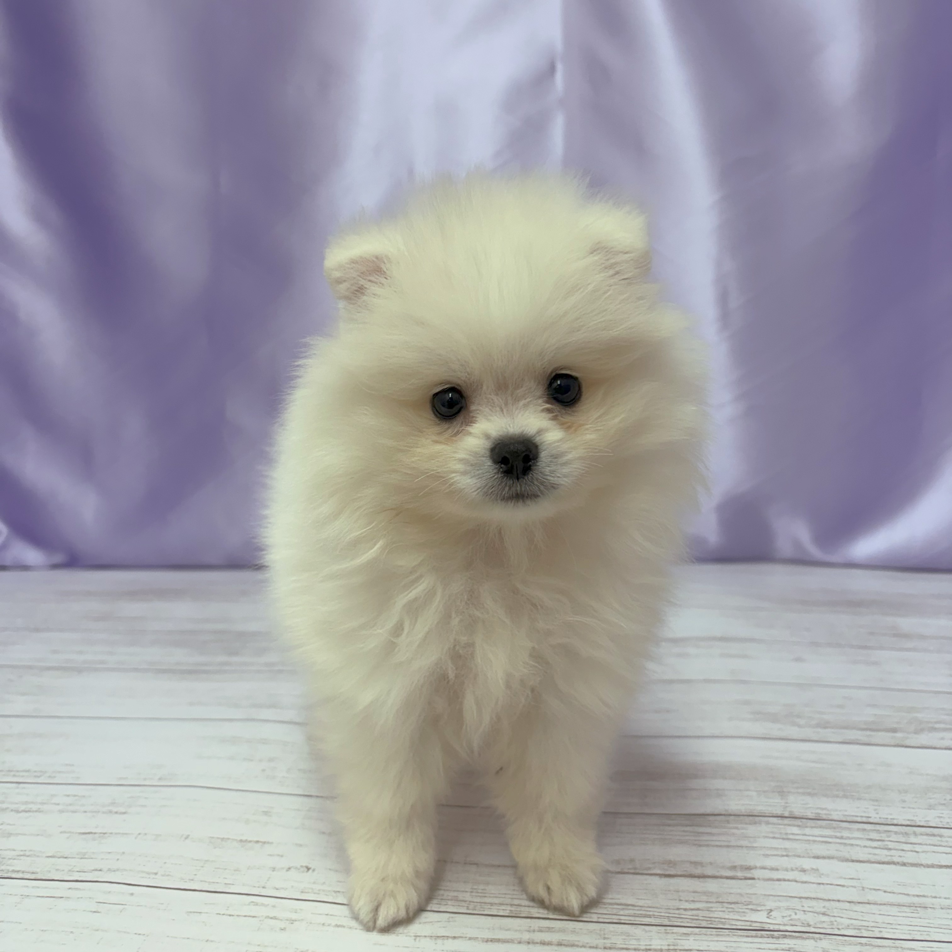兵庫県のポメラニアン (犬の家＆猫の里尼崎店/2026年3月11日生まれ/男の子/クリーム)の子犬の1枚目の画像