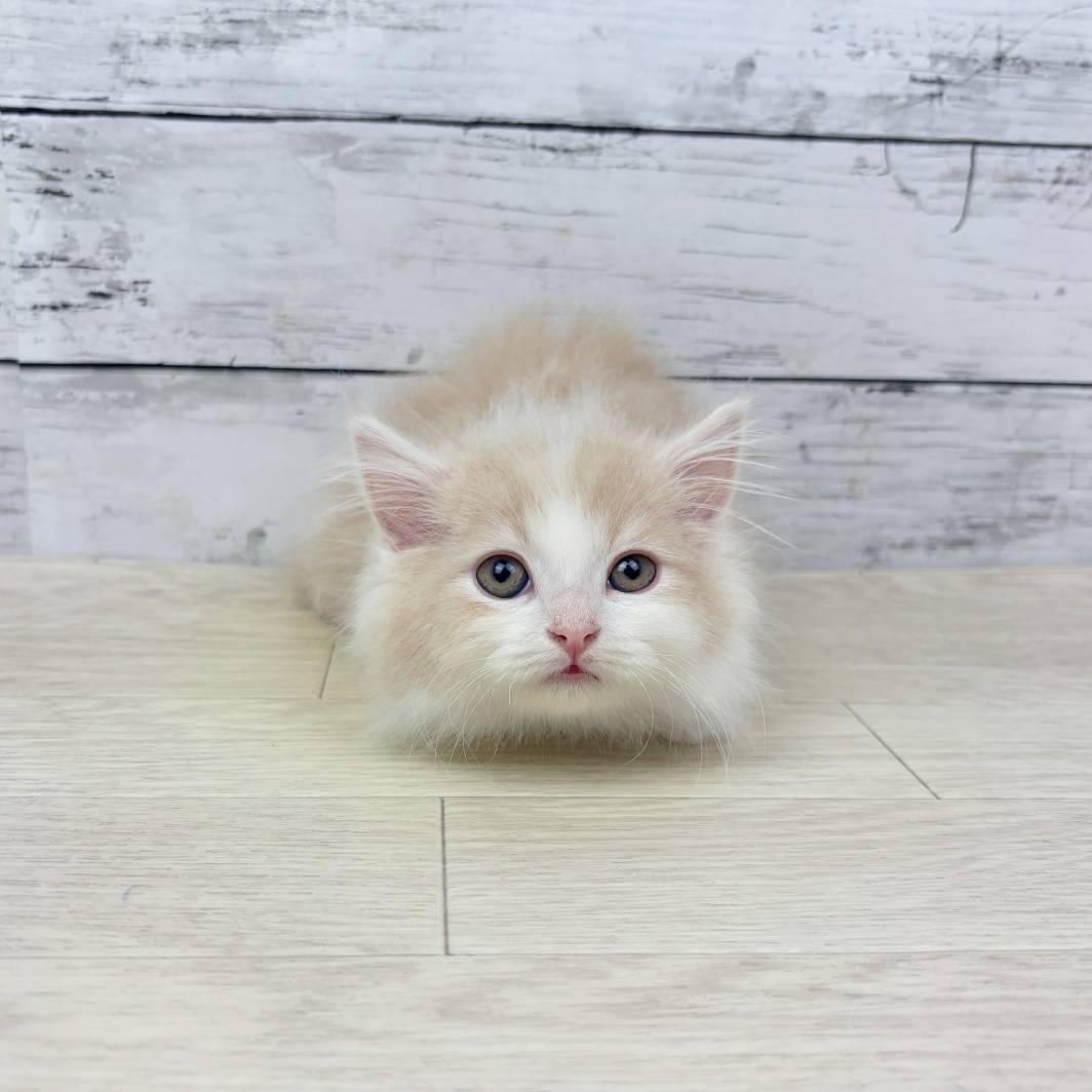 福井県のマンチカン (犬の家＆猫の里アミーゴ福井店/2026年3月10日生まれ/男の子/クリームタビーホワイト)の子猫の2枚目の画像