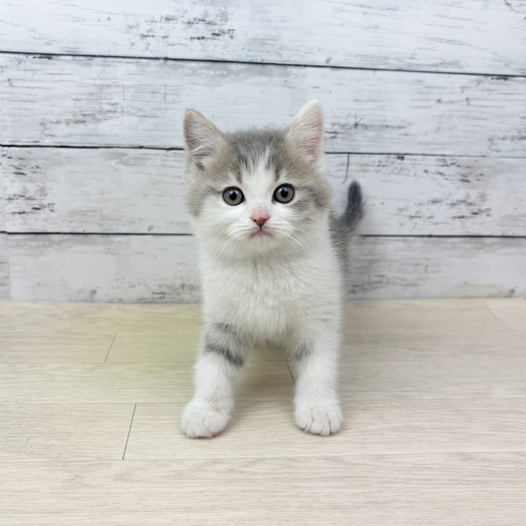 福井県のマンチカン (犬の家＆猫の里アミーゴ福井店/2026年3月10日生まれ/男の子/クリームタビーホワイト)の子猫