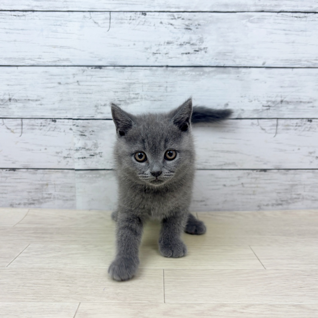 福井県のブリティッシュショートヘアー (犬の家＆猫の里福井店/2026年3月11日生まれ/男の子/ブルー)の子猫の3枚目の画像