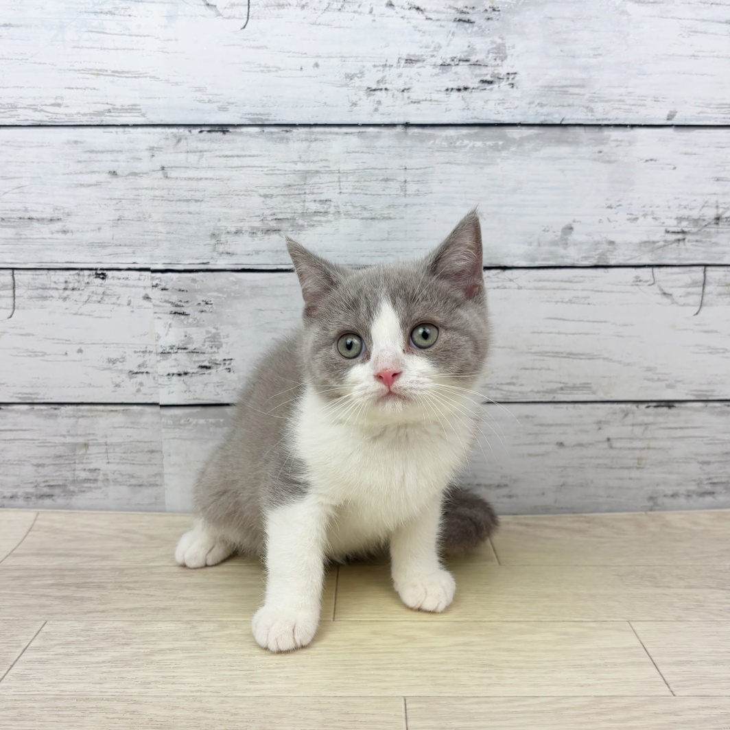 大阪府のブリティッシュショートヘアー (犬の家＆猫の里吹田店/2026年2月26日生まれ/男の子/ライラックホワイト)の子猫の2枚目の画像