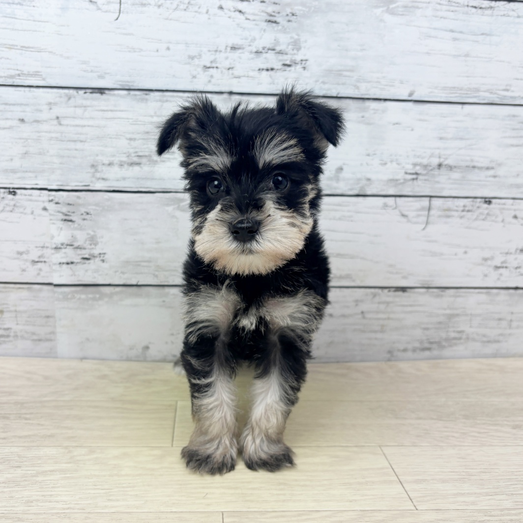 大阪府のミニチュアシュナウザー (犬の家＆猫の里もりのみやキューズモールBASE店/2026年3月9日生まれ/女の子/ブラックシルバー)の子犬の2枚目の画像