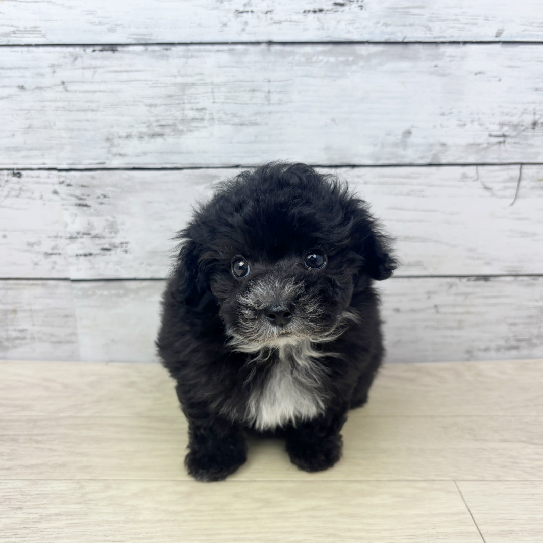 滋賀県のマルプー(マルチーズ×プードル) (犬の家＆猫の里近江八幡店/2026年3月8日生まれ/女の子/ブラック)の子犬