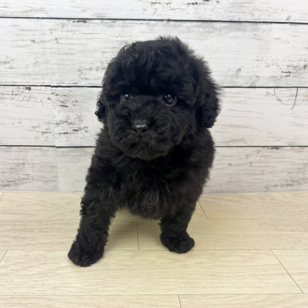 兵庫県のトイプードル(トイ) (犬の家＆猫の里ゆめタウン姫路店/2026年3月12日生まれ/男の子/ブラック)の子犬