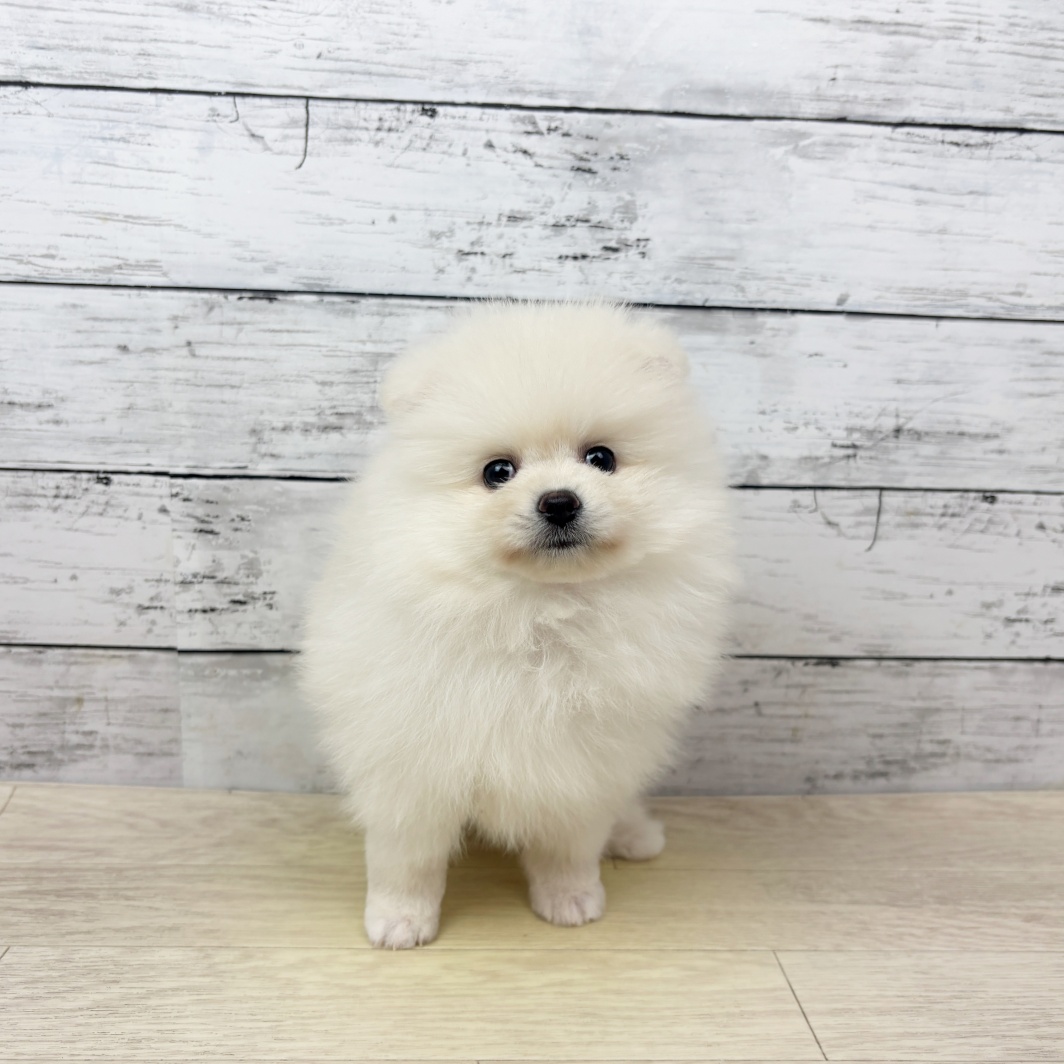 福井県のポメラニアン (犬の家＆猫の里福井店/2026年3月11日生まれ/女の子/クリーム)の子犬の2枚目の画像