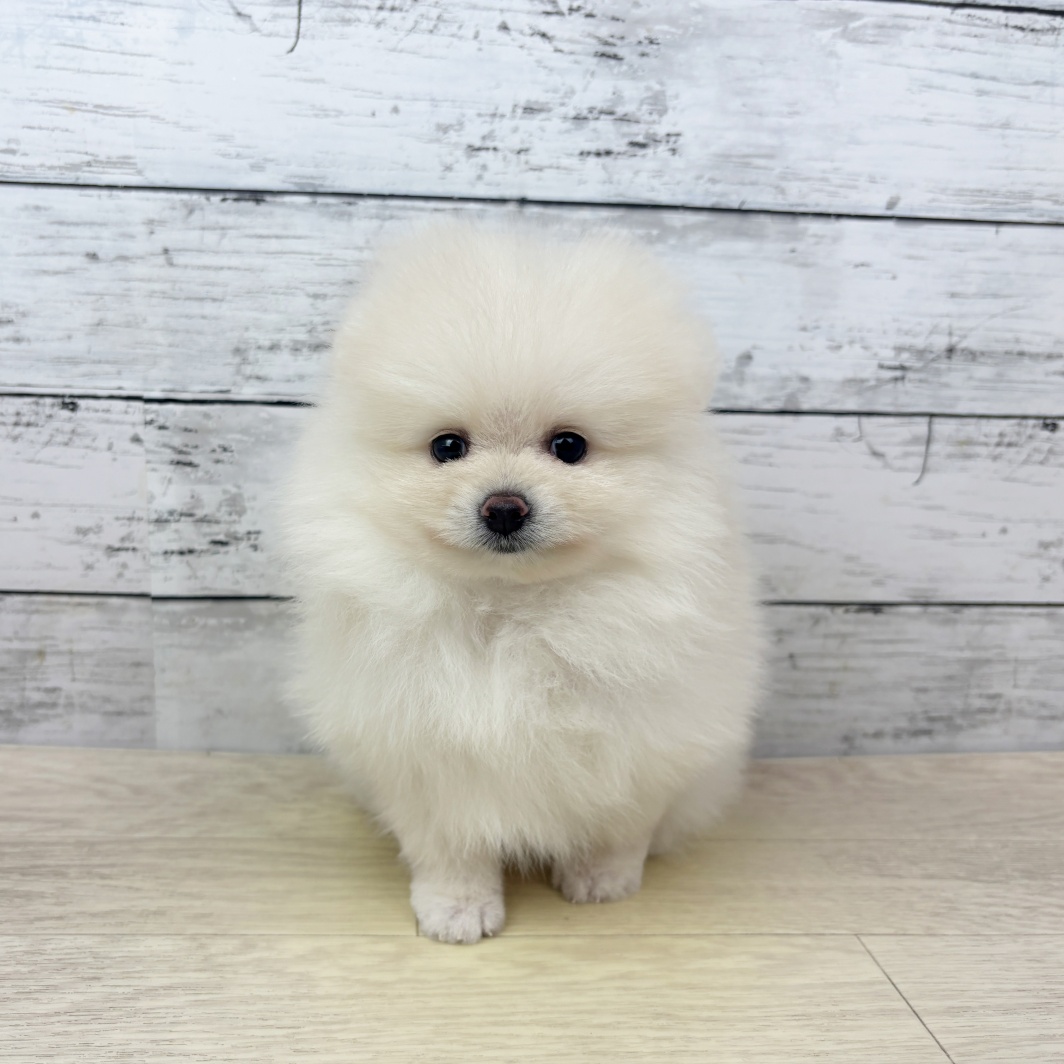 福井県のポメラニアン (犬の家＆猫の里アミーゴ福井店/2026年3月11日生まれ/男の子/クリーム)の子犬の2枚目の画像