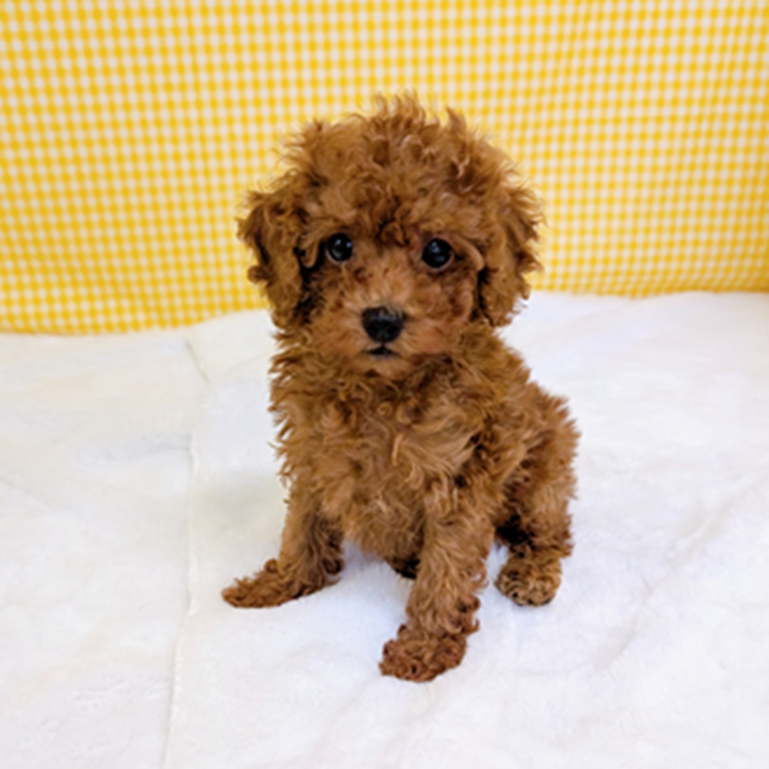 愛知県のトイプードル(トイ) (犬の家＆猫の里一宮店/2026年3月10日生まれ/男の子/レッド)の子犬の1枚目の画像
