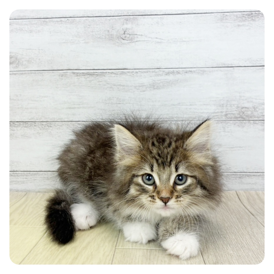 東京都のノルウェージャンフォレストキャット (犬の家＆猫の里新宿店/2026年3月2日生まれ/女の子/ブラウンタビーホワイト)の子猫