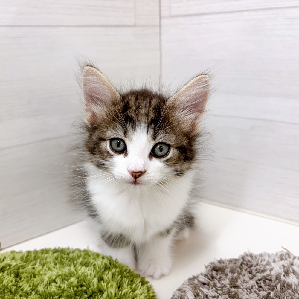 石川県のノルウェージャンフォレストキャット (犬の家＆猫の里アミーゴ金沢おこばた店/2026年3月14日生まれ/女の子/ブラウンタビーホワイト)の子猫の1枚目の画像