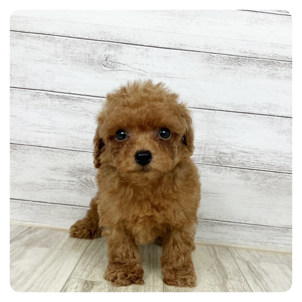 兵庫県のトイプードル(トイ) (犬の家＆猫の里川西店/2026年3月8日生まれ/男の子/レッドフォーン)の子犬