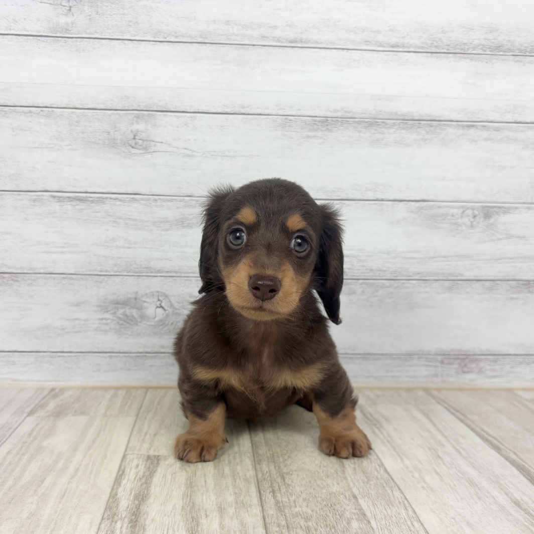 兵庫県のカニンヘンダックスフンド(ロング) (犬の家＆猫の里尼崎店/2026年3月13日生まれ/女の子/チョコレートタン)の子犬