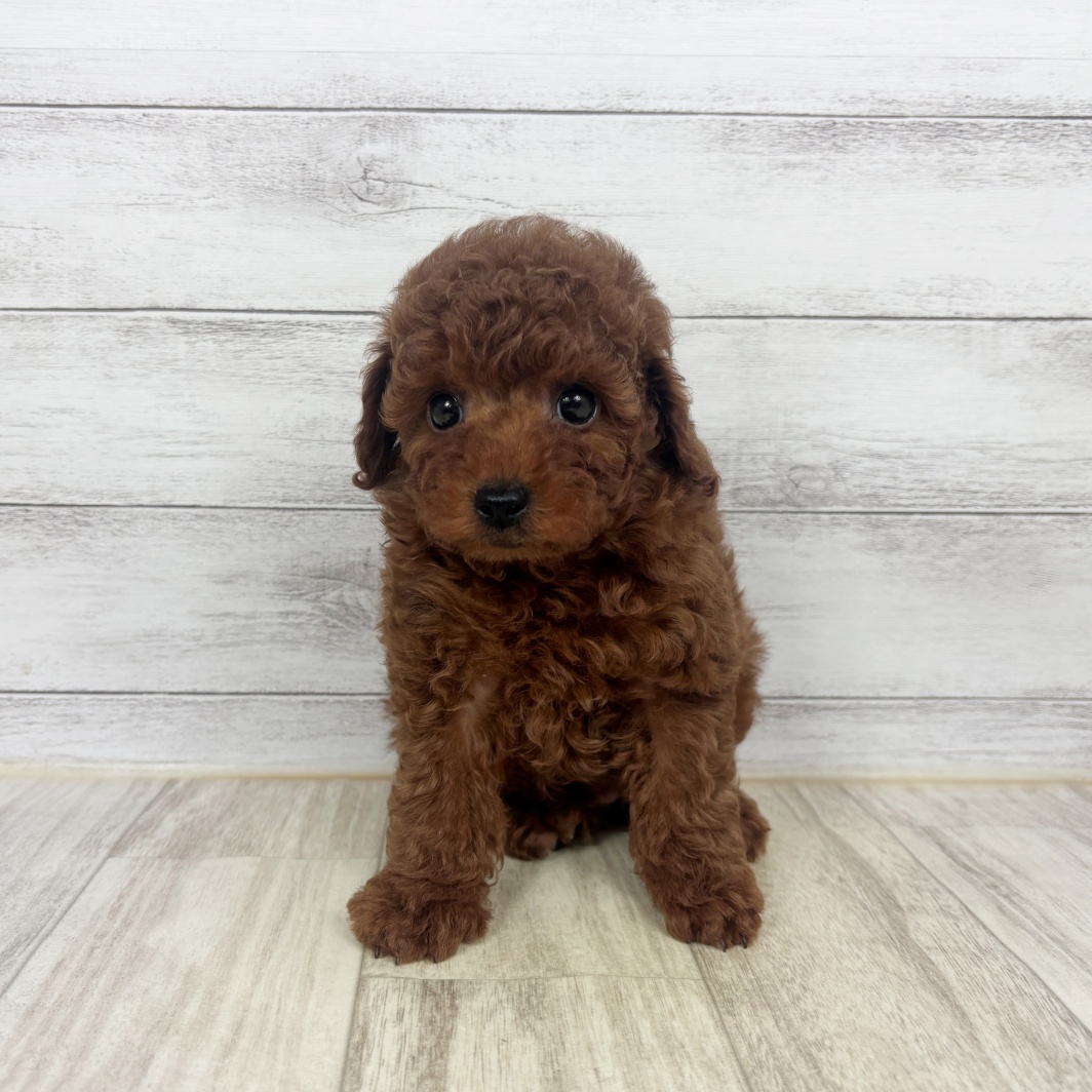 兵庫県のトイプードル(トイ) (犬の家＆猫の里川西店/2026年3月14日生まれ/男の子/レッドフォーン)の子犬