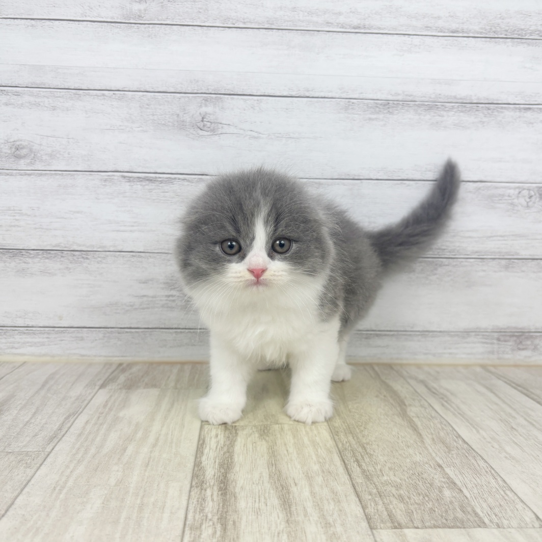 福岡県のスコティッシュフォールド (犬の家＆猫の里トリアス久山店/2026年3月13日生まれ/男の子/ブルーホワイト)の子猫