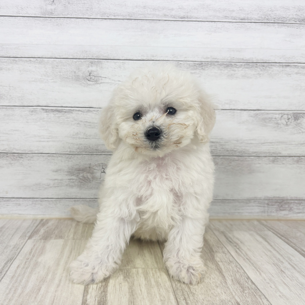兵庫県のビションフリーゼ (犬の家＆猫の里川西店/2026年3月15日生まれ/女の子/ホワイト)の子犬