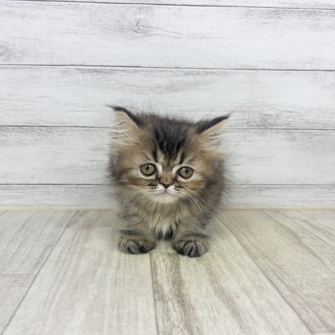 兵庫県のエキゾチック (犬の家＆猫の里ゆめタウン姫路店/2026年3月8日生まれ/女の子/ブラウンパッチドタビー)の子猫