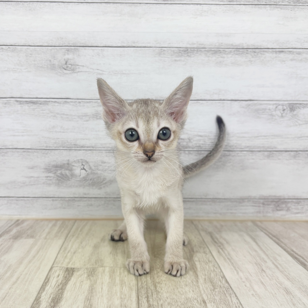 兵庫県のシンガプーラ (犬の家＆猫の里川西店/2026年3月14日生まれ/女の子/セピアアグーティ)の子猫の1枚目の画像
