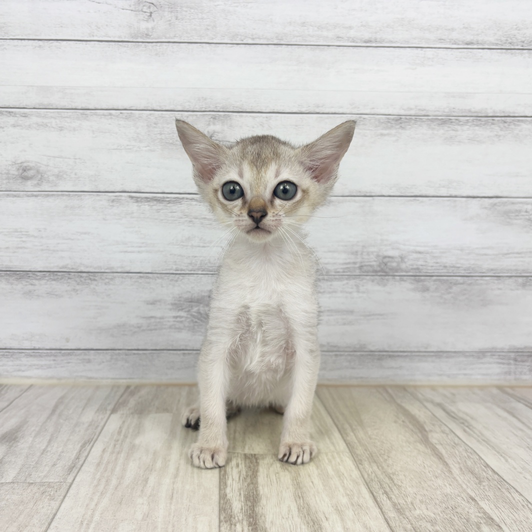 兵庫県のシンガプーラ (犬の家＆猫の里川西店/2026年3月14日生まれ/女の子/セピアアグーティ)の子猫