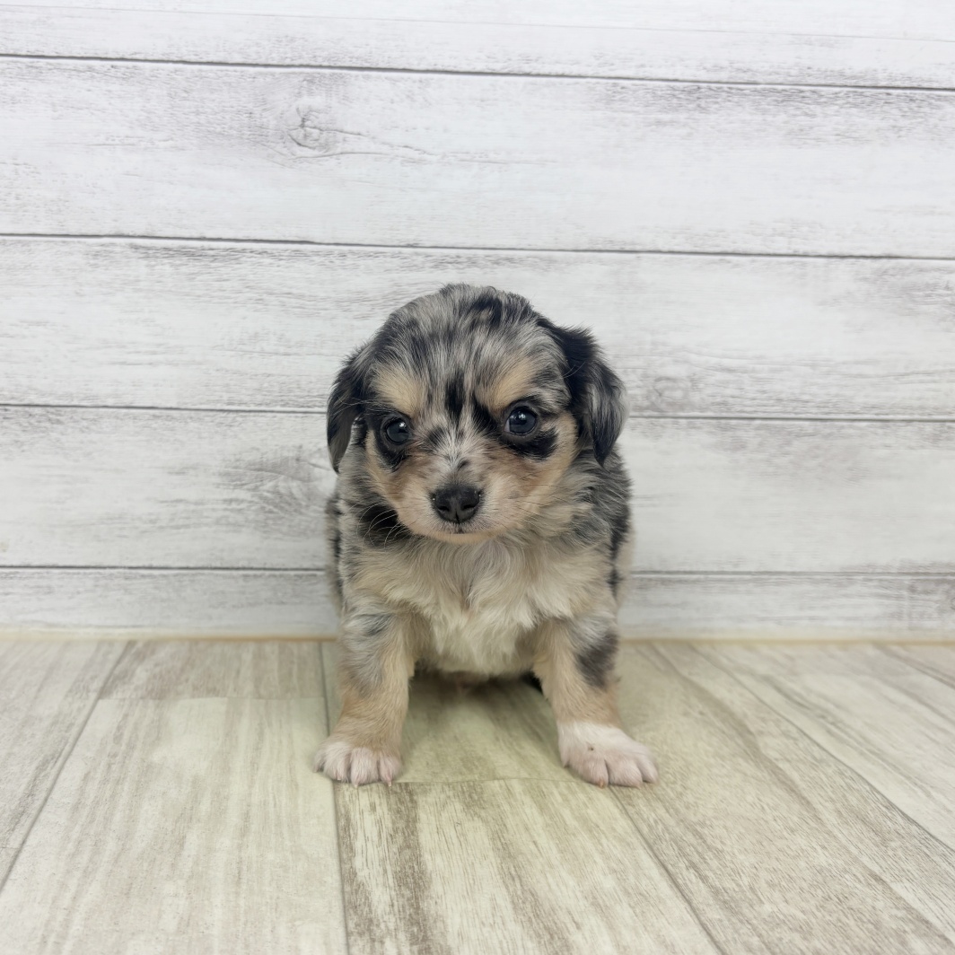 福岡県のチワックス(チワワ×ダックス) (犬の家＆猫の里トリアス久山店/2026年3月14日生まれ/男の子/ブルーマール)の子犬