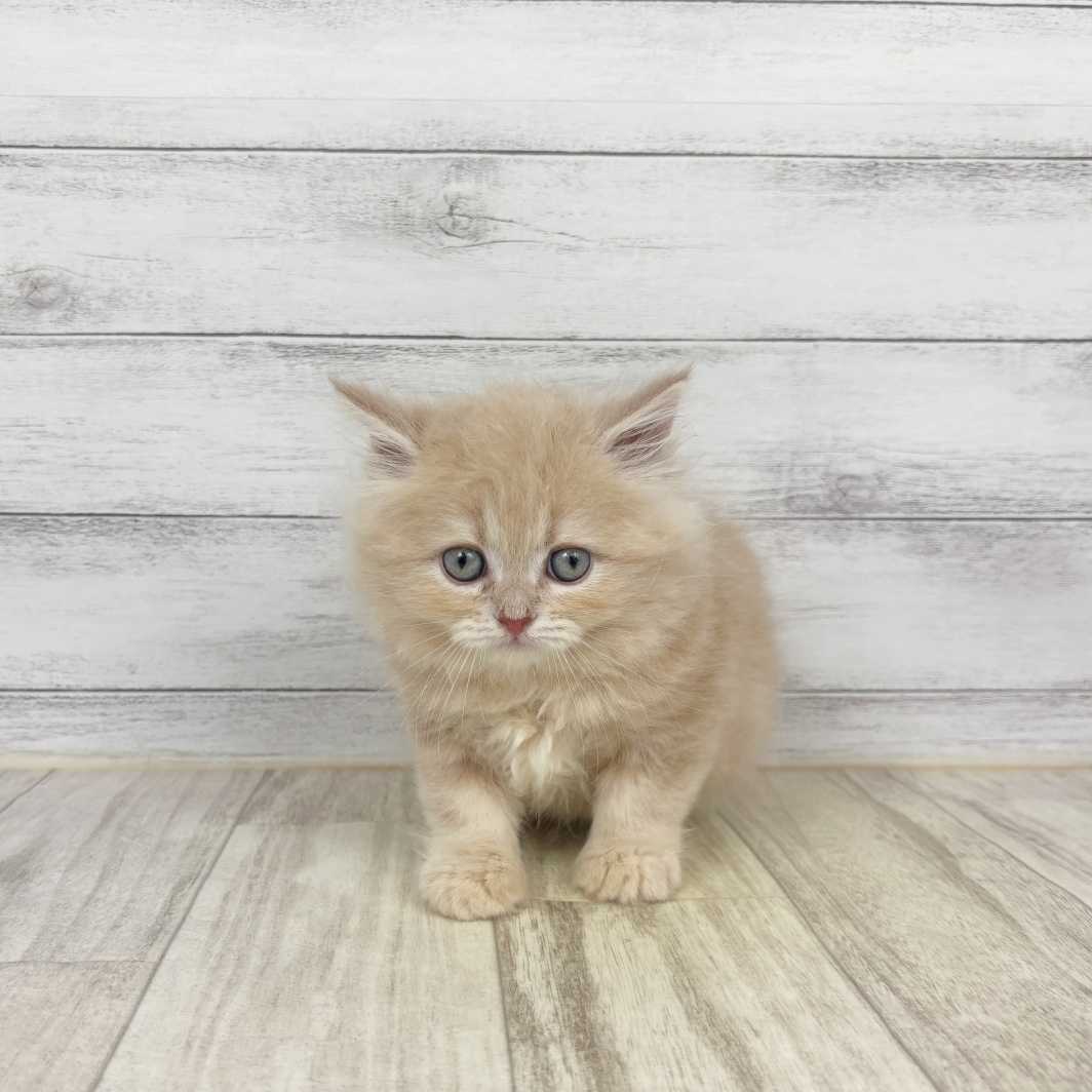 兵庫県のラガマフィン (犬の家＆猫の里ニッケパークタウン加古川店/2026年3月15日生まれ/男の子/クリームタビー)の子猫の1枚目の画像