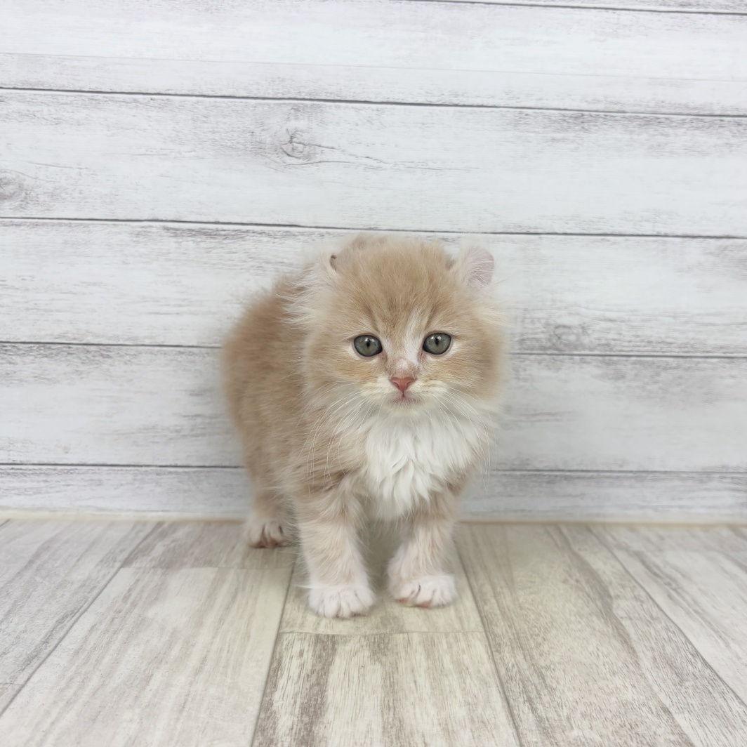 兵庫県のキンカロー (犬の家＆猫の里川西店/2026年3月7日生まれ/男の子/クリームタビーホワイト)の子猫