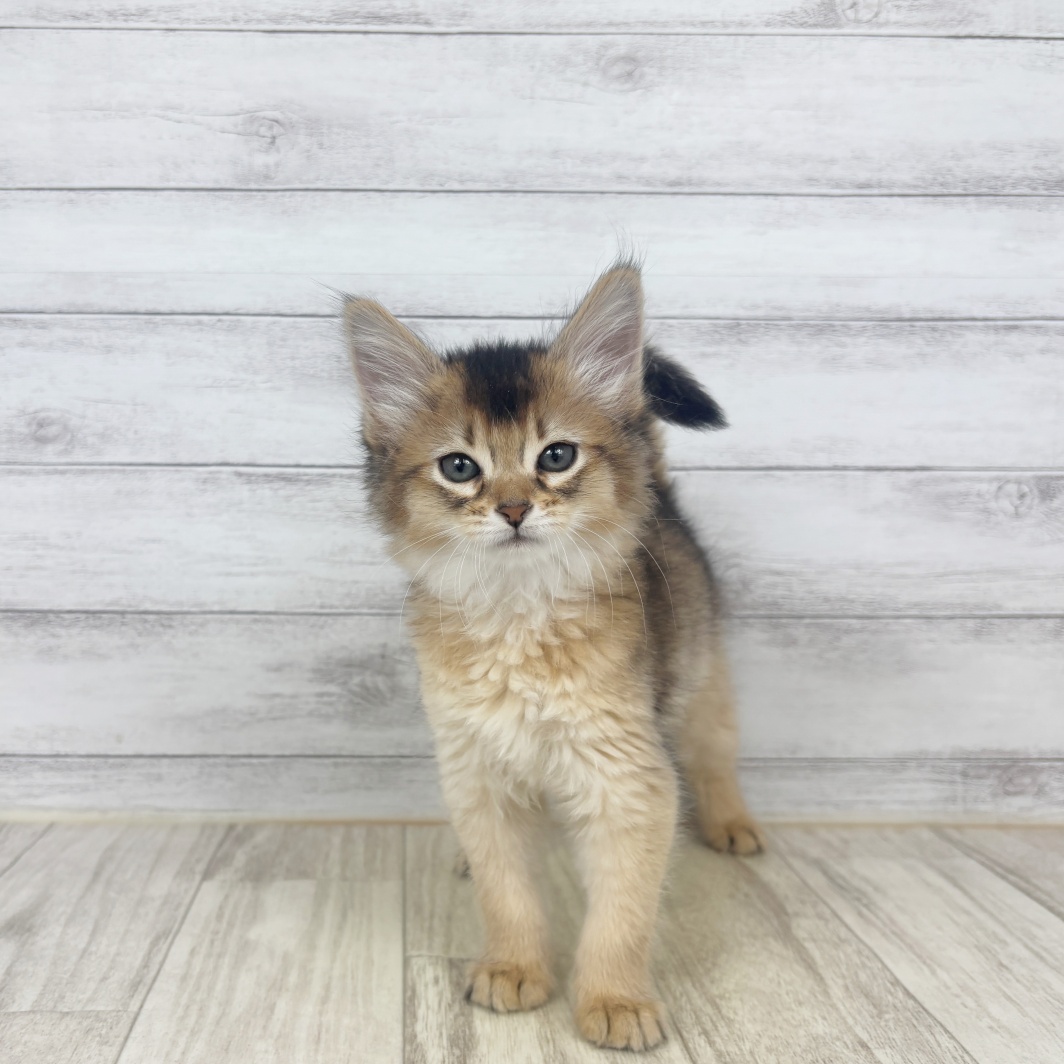 兵庫県のソマリ (犬の家＆猫の里ニッケパークタウン加古川店/2026年3月15日生まれ/女の子/ルディ)の子猫の1枚目の画像