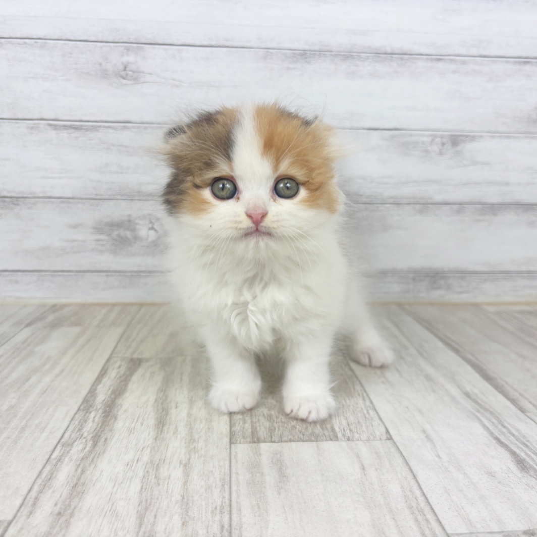 兵庫県のスコティッシュフォールド (犬の家＆猫の里川西店/2026年3月14日生まれ/女の子/バンキャリコ)の子猫