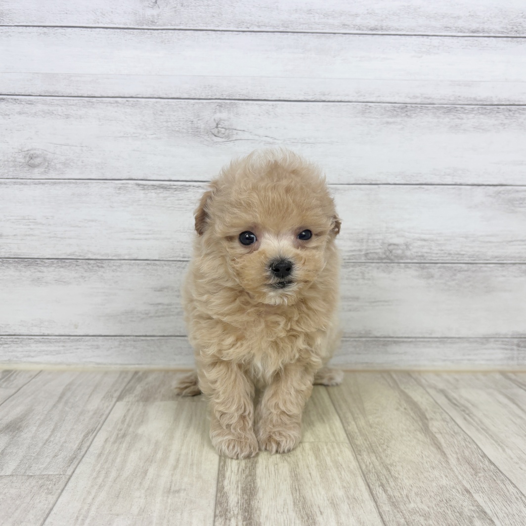 福岡県のマルプー(マルチーズ×プードル) (犬の家＆猫の里トリアス久山店/2026年3月13日生まれ/男の子/クリーム)の子犬