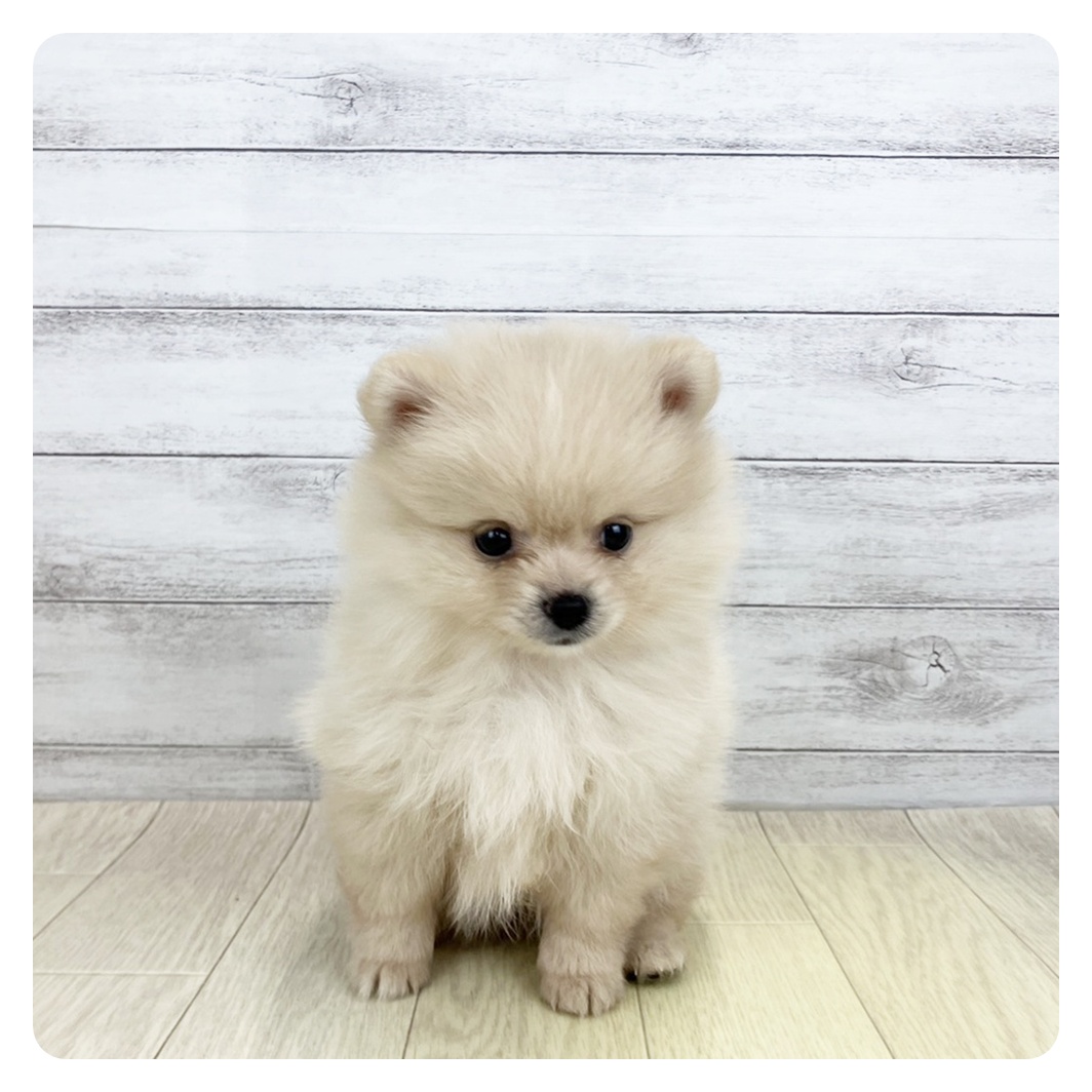 富山県のポメラニアン (犬の家＆猫の里アミーゴ高岡蓮花寺店/2026年3月15日生まれ/女の子/クリーム)の子犬