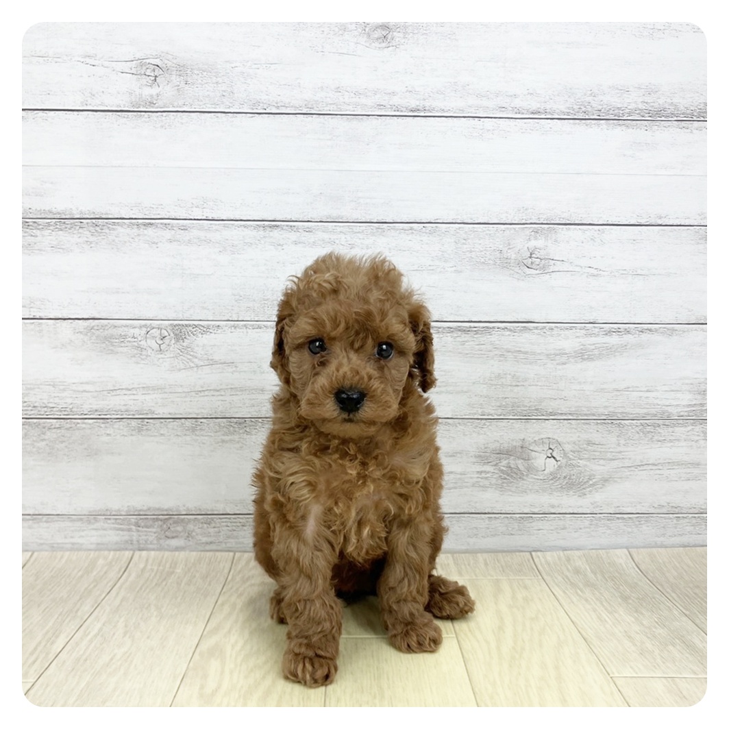 愛知県のトイプードル(トイ) (犬の家＆猫の里エアポートウォーク店/2026年3月15日生まれ/女の子/レッドフォーン)の子犬の2枚目の画像