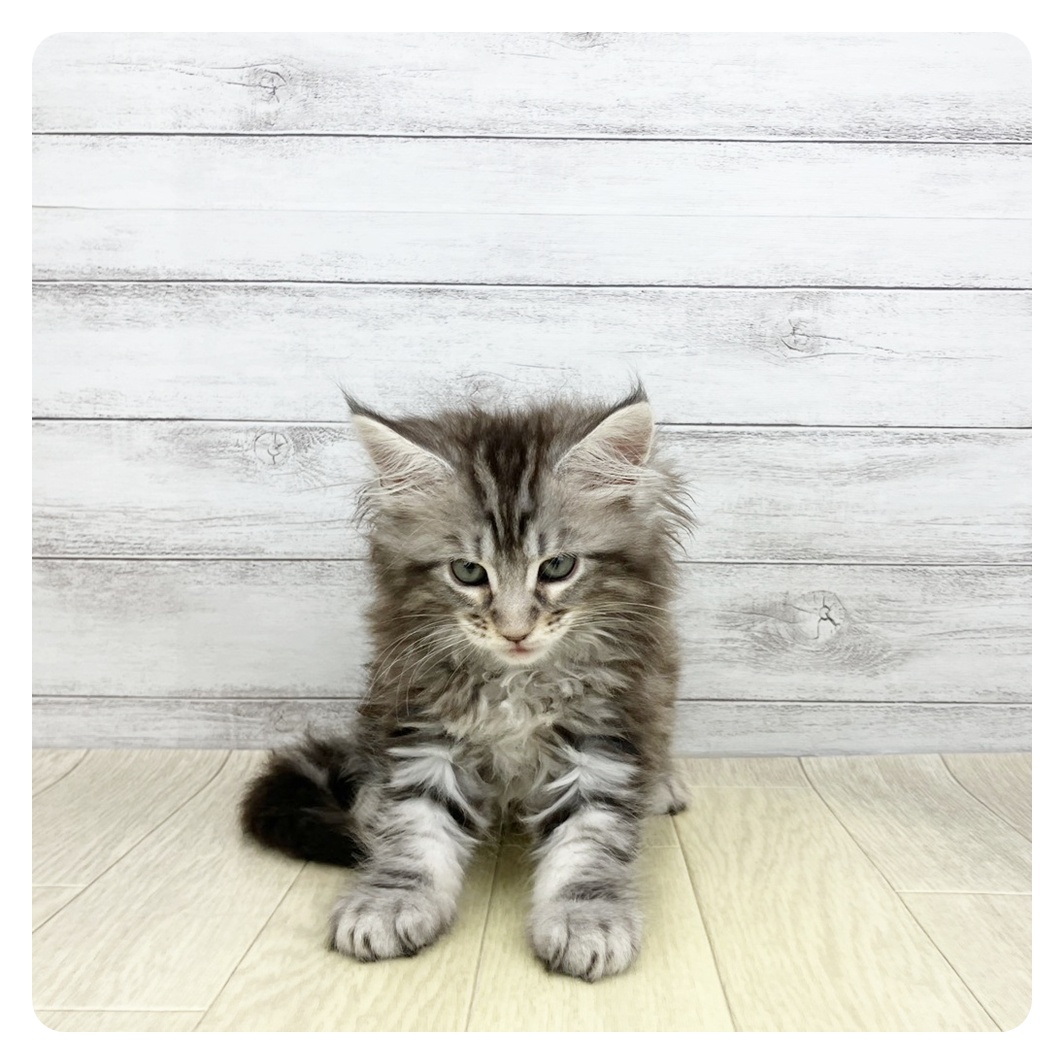 愛知県のメインクーン (犬の家＆猫の里春日井本店/2026年3月15日生まれ/男の子/シルバータビー)の子猫