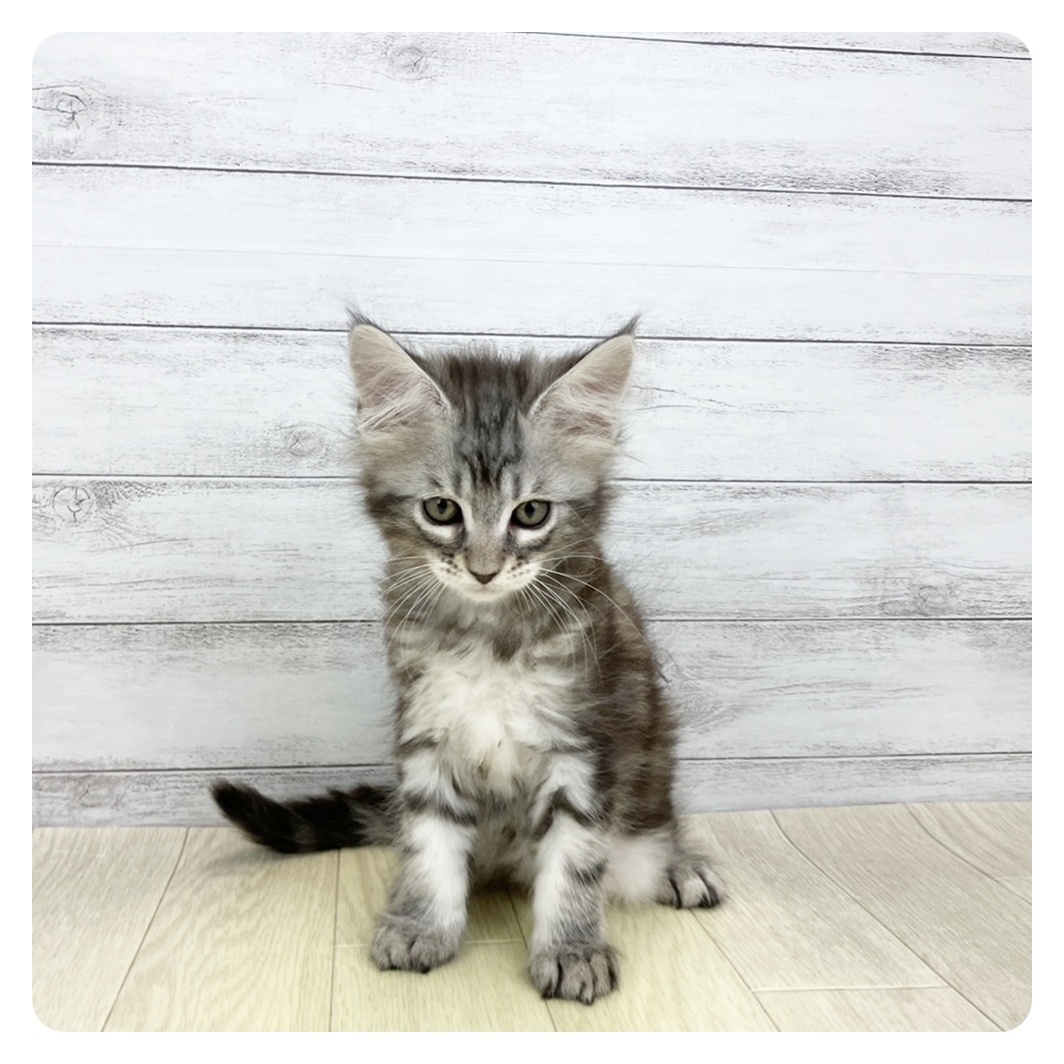 愛知県のメインクーン (犬の家＆猫の里春日井本店/2026年3月15日生まれ/男の子/シルバータビー)の子猫