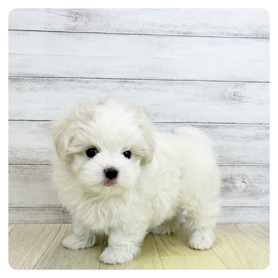 愛知県のマルチーズ (犬の家＆猫の里アミーゴ神の倉店/2026年3月10日生まれ/男の子/ホワイト)の子犬の2枚目の画像