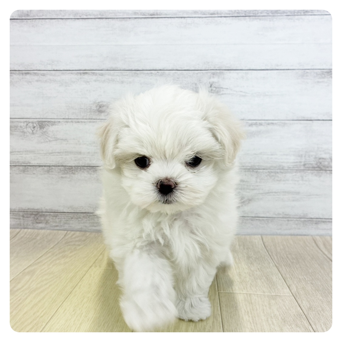 愛知県のマルチーズ (犬の家＆猫の里安城店/2026年3月10日生まれ/女の子/ホワイト)の子犬