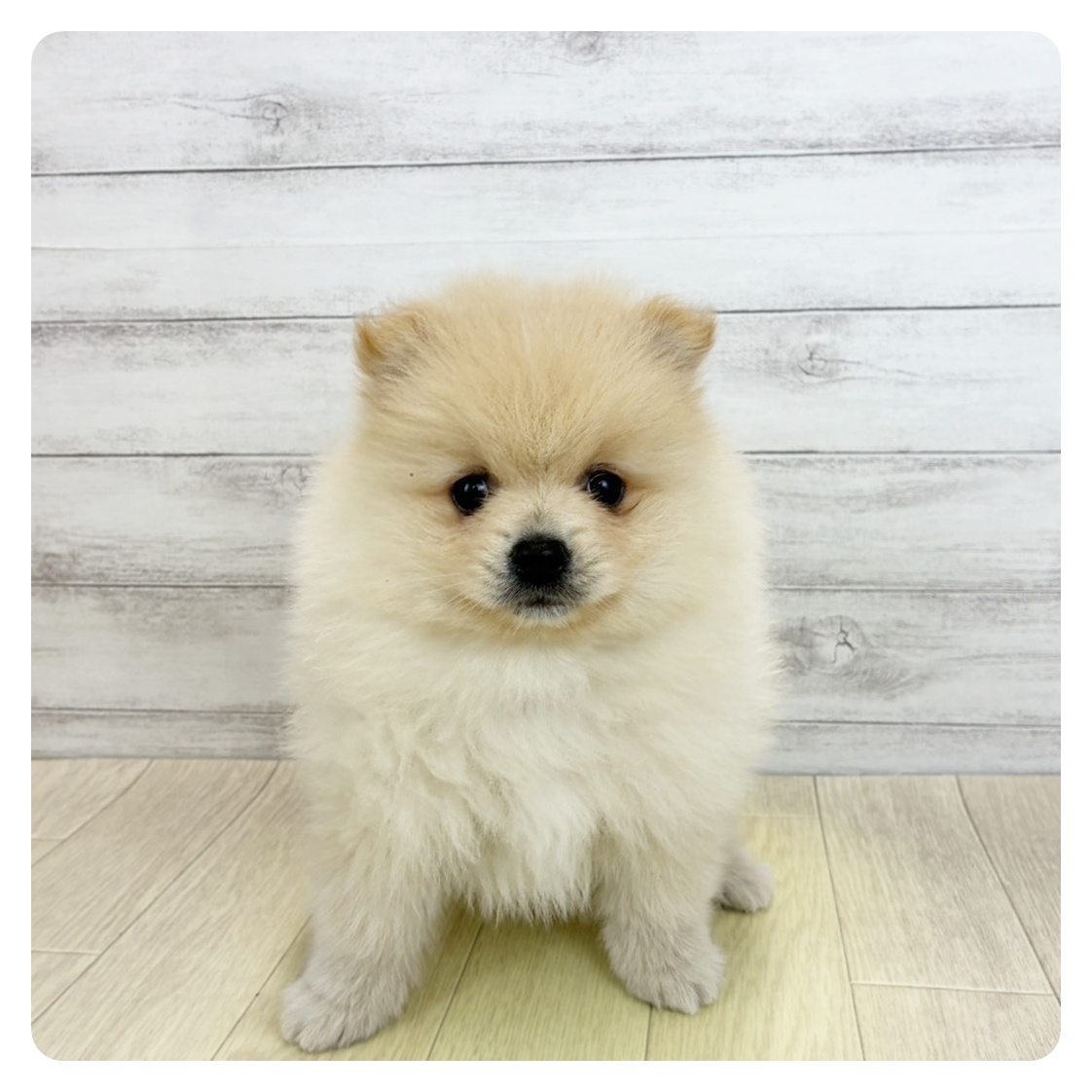 愛知県のポメラニアン (犬の家＆猫の里春日井本店/2026年3月13日生まれ/男の子/クリーム)の子犬
